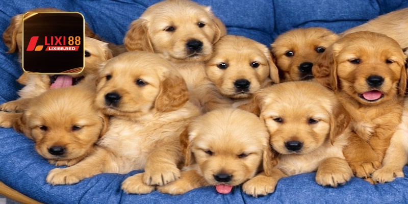 Bật mí mơ thấy số 47 đánh con gì khi xuất hiện chó con